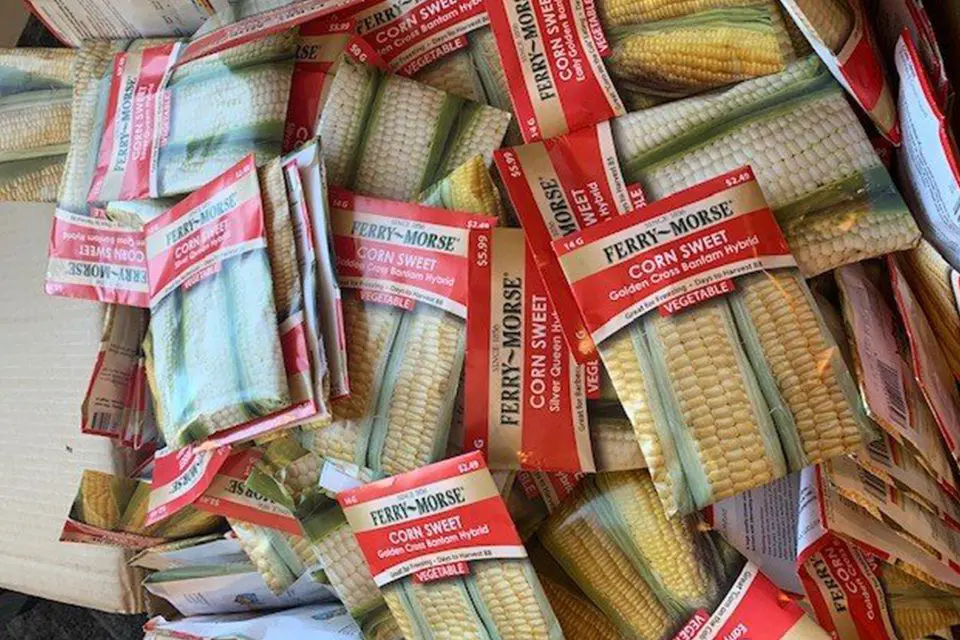 Packets of Ferry-Morse corn sweet seeds labeled "Golden Cross Bantam Hybrid" are spread out on a surface, some in a partially open cardboard box.