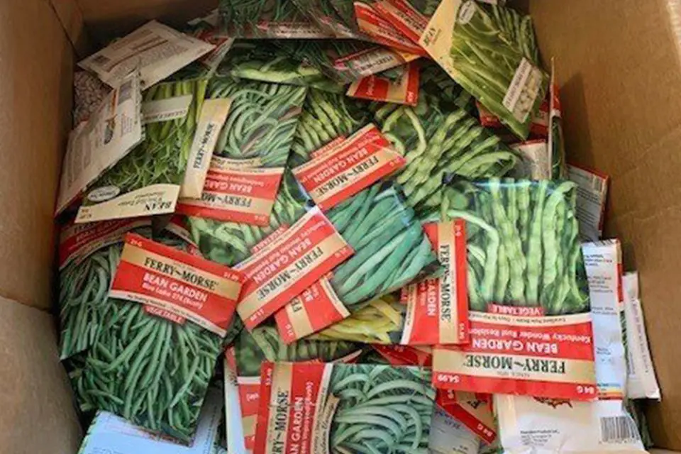 A cardboard box filled with numerous packets of Ferry-Morse garden bean seeds, with various package designs and green beans visible on the labels.