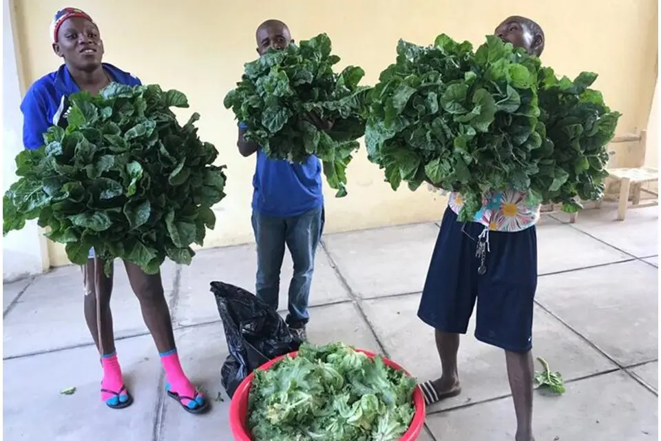 Three people hold large bundles of leafy greens, with a large red tub of greens on the ground in front of them indoors.